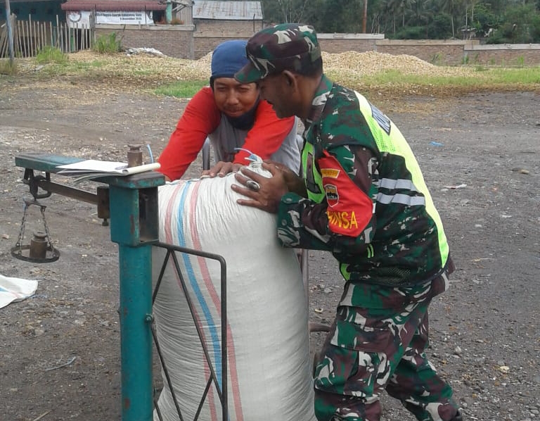 Babinsa Ramil 08/TB Lagi membantu warganya menimbangi jagung