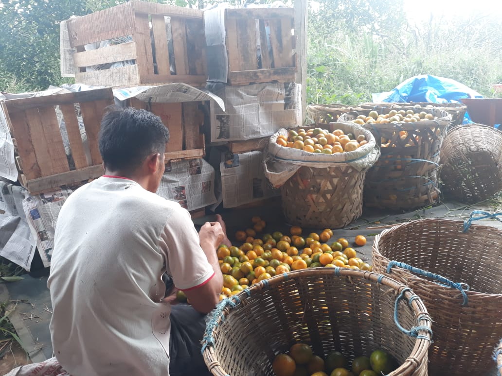 Eder Tarigan memperlihatkan jeruknya yang busuk akibat terkena hama" LALAT BUAH
