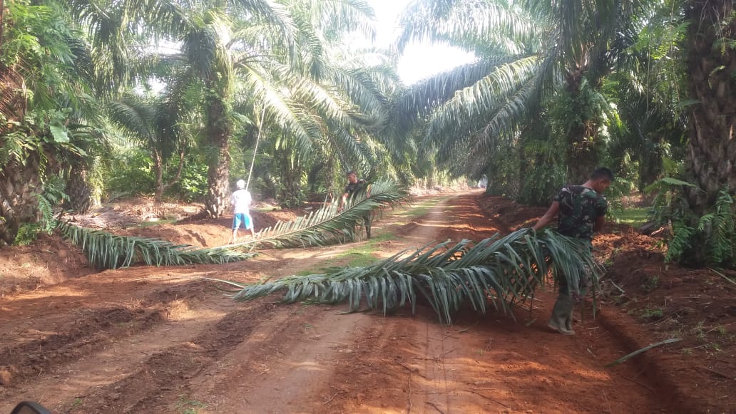 Satgas TMMD Bantu Warga Bersihkan Kebun Sawit