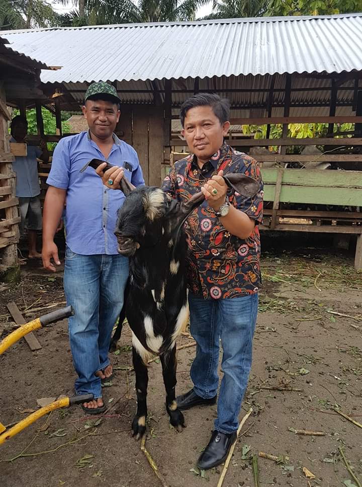 Hindari Inbreeding, 30 Pejangan Kambing Boerka Dipinjamkan
