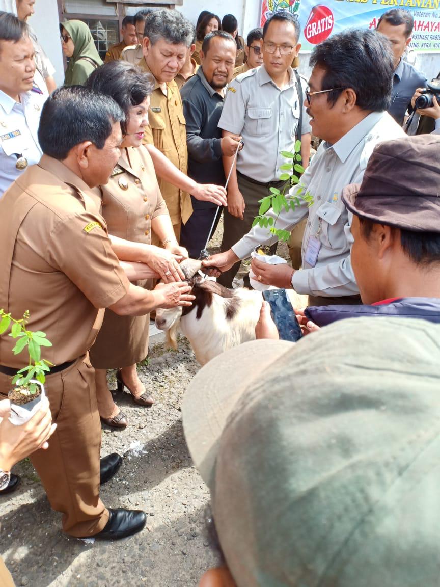 Serah terima hibah 30 ekor pejantan kambing  Boerka kepada Distan Karo. (TO/ist)