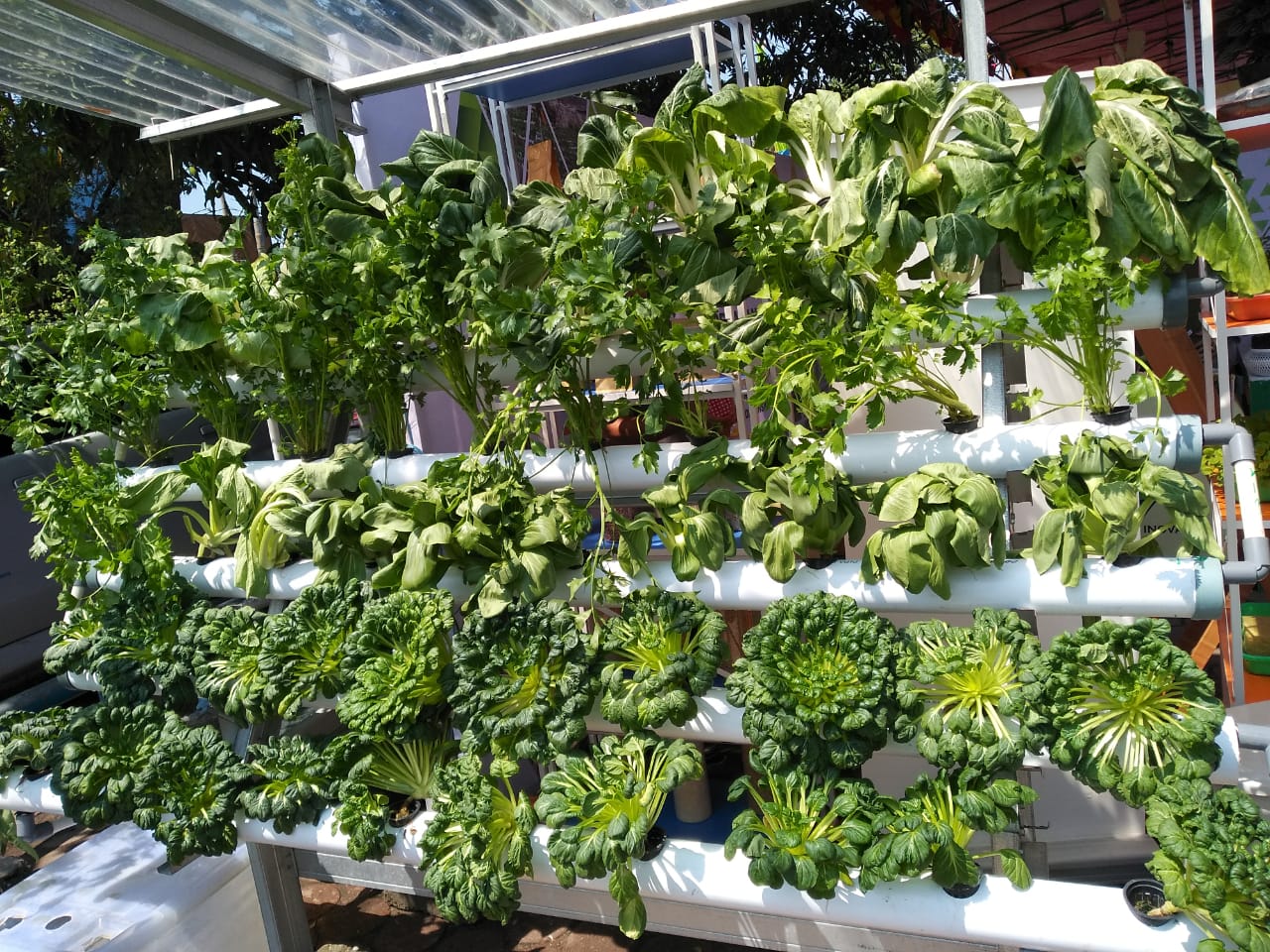 Mengenal Tanaman Hidroponik Cocok Ditanam di Perkotaan