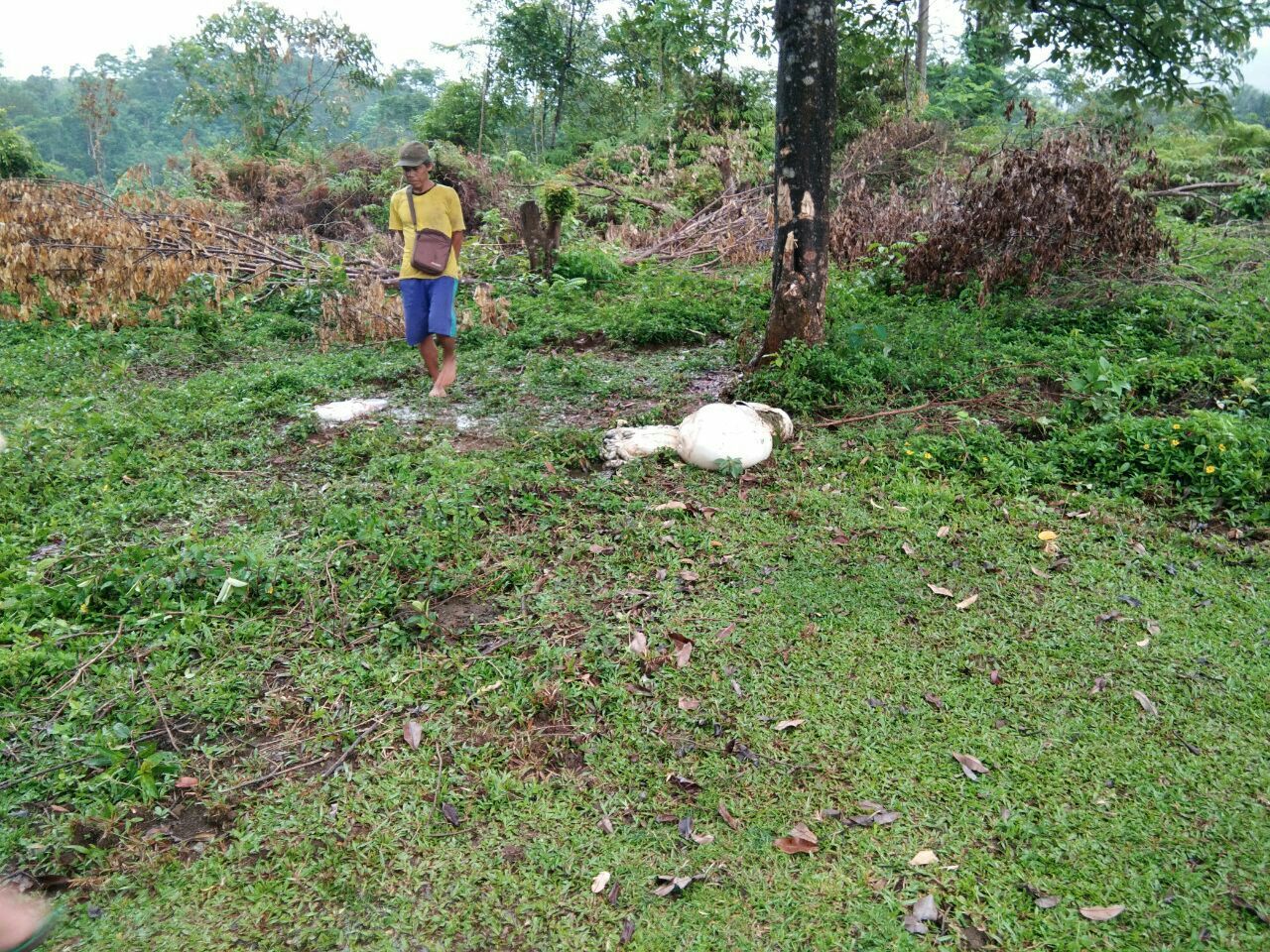 Maling Ternak Beraksi Di Hulu Palik, Dua Ekor Sapi Warga Raib