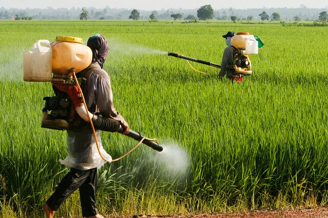 Pertanian Persawaan Masyarakat Tulang Bawang
