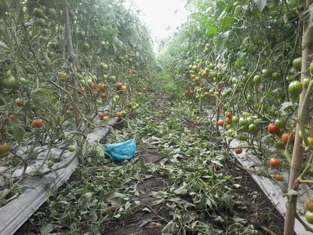 Hasil Pertanian Masyarakat Karo