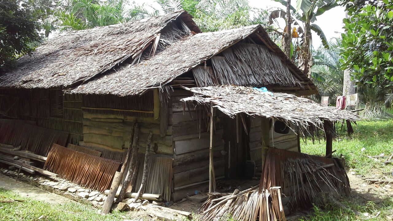 Ketgam, gubuk reok Nanas yang hidup sebatang kara (yatim piatu)