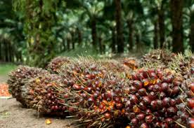 Buah Sawit