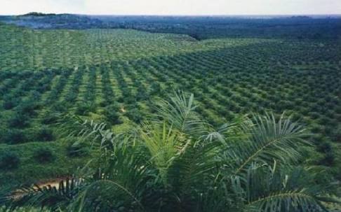 Perkebunan Sawit PT.MSS 