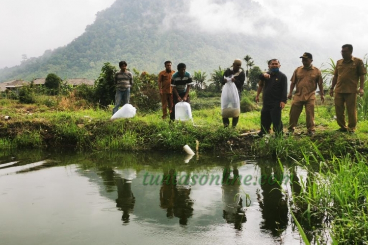 Bupati Karo Tebar Benih Ikan Nila di Kolam Poktan Arih Ersada