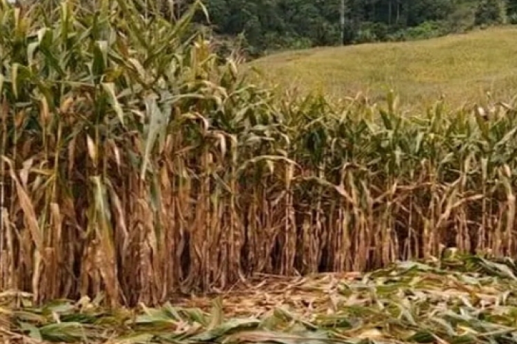 Petani Karo Bergairah Harga Jagung Tembus Harga 4.800