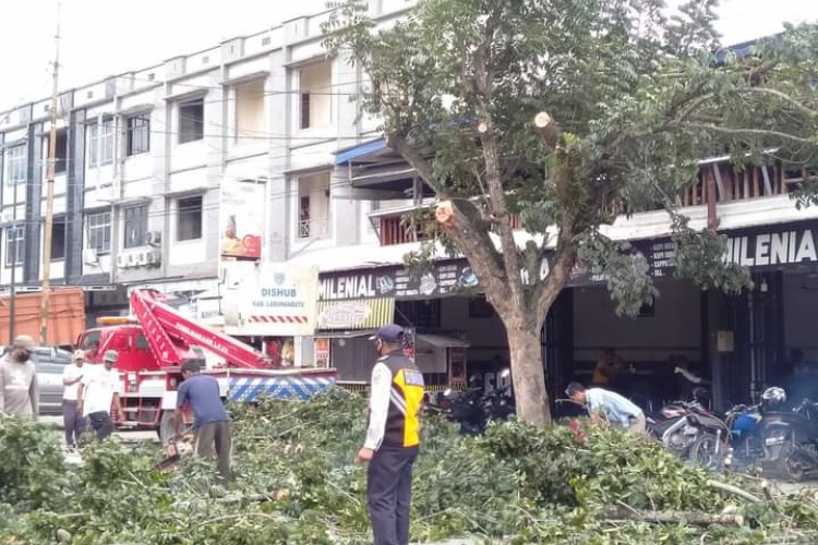 Dishub Labuhanbatu Pangkas Pohon di Sepanjang Jalan Rantauparapat