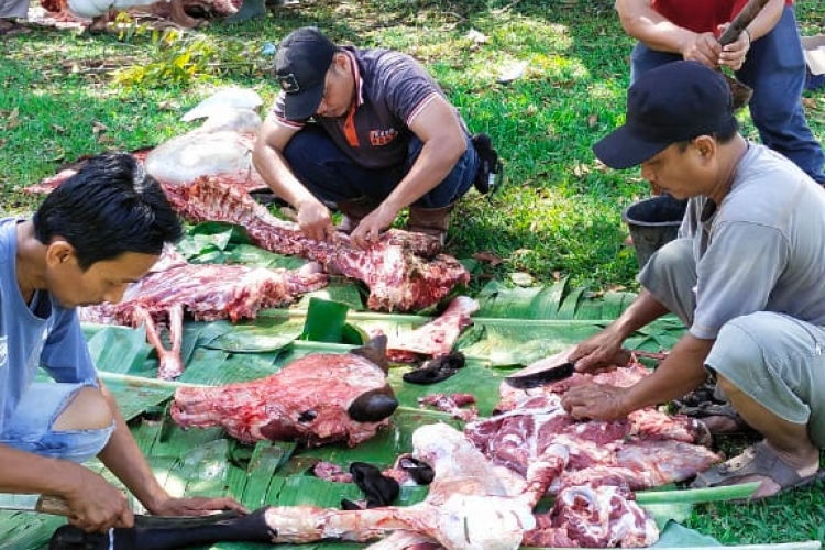 PTPN III Kebun Sei Silau Laksanakan Penyembelihan 17 Ekor Lembu dan 3 ekor Kambing