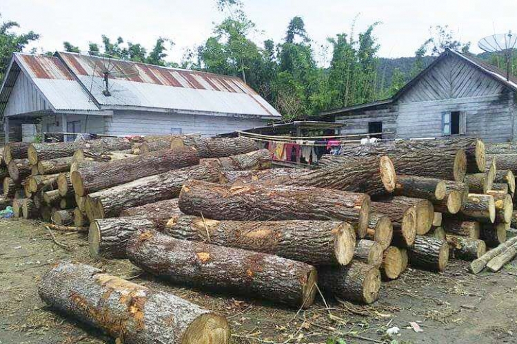 Barang Bukti Kayu Pinus Yang di tebang Oleh Oknum Tertentu