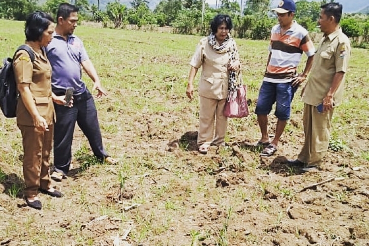 Tikus Mengganas 200 Ha Benih Jagung Dimakan 