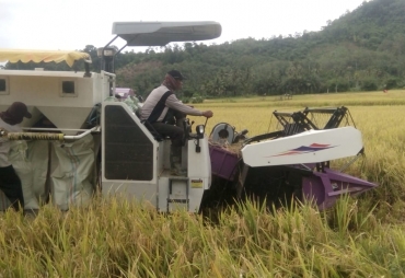 Bantu Proses Panen Petani Distan Kaur Turunkan 10 Combine Harvester