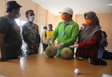 Bantu Petani Terdampak Covid-19 Gubernur Rohidin Borong 1,3 Ton Melon
