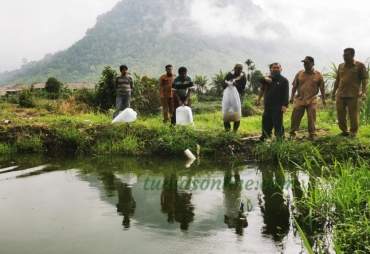 Bupati Karo Tebar Benih Ikan Nila di Kolam Poktan Arih Ersada