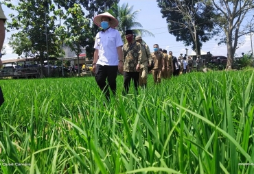 Pastikan Kesiapan Pangan Wawali Tinjau Kondisi Padi di Kota Bengkulu