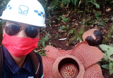 Rafflesia Arnoldi Mekar di Perbukitan Padang Guci