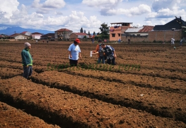 Isi Waktu Luang Bupati Karo dan Istri Tanam Wortel ke Ladang