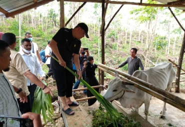 Tinjau Peternakan BUMP Desa Napal Jungur Gubernur Rohidin Ingatkan Pentingnya Ketekunan