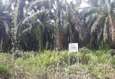 Terkait NHD di Sumut KPK Sita Lahan Kebun Sawit 530,8 Ha