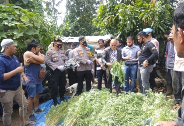 Polres Tanah Karo Ungkap Ladang Ganja 246 Pokok Jadi Barang Bukti