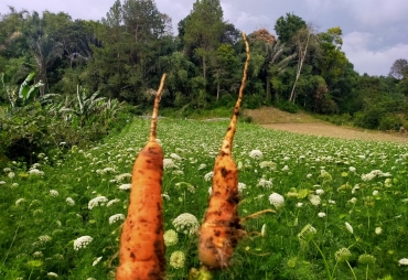 Harga Wortel Bergerak Naik Tembus Rp 4.000/Kg