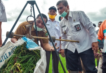 Walikota Padangsidimpuan Bersama Koptan Simangornop Panen Bibit Bawang Merah
