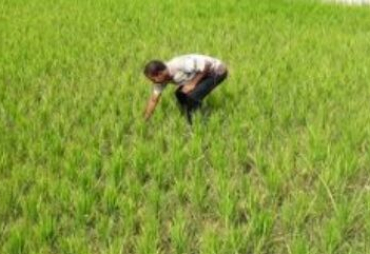 Pengawasan Distribusi Pupuk Urea di Bireuen Dinilai Lemah