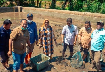 Walikota Padangsidimpuan Panen Lele PKK di Desa Baruas