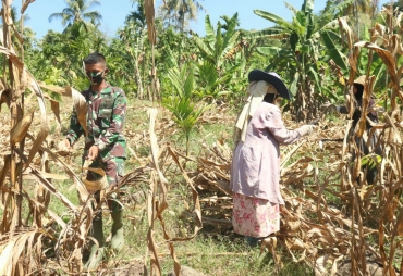 Di Waktu Senggang Satgas TMMD Bantu Warga Panen Jagung