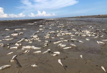 Ribuan Ikan Mati Di Bibir Pantai Datuk Batu Bara