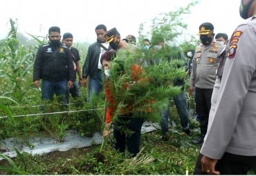 Bupati Karo Panen Ganja Berikut Kronologis Lengkapnya