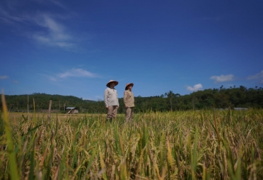 Gubernur Rohidin Hadiri Panen Raya di Kepahiang