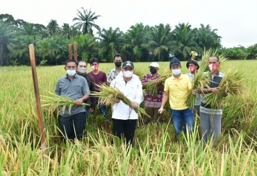 Bupati Batu Bara Lakukan Pengubinan Padi Organik