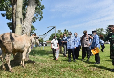 Pemkab Batu Bara Berikan 43 Ekor Sapi Qurban Ke Masyarakat