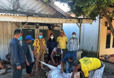 DPD Golkar Batu Bara Sembelih 2 Ekor Lembu