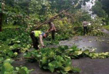 Tumbang Pohon Dekat Taman Berkas Langsung Diangkut Tim DLH