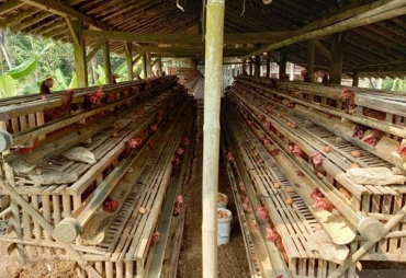 Peternak Ayam