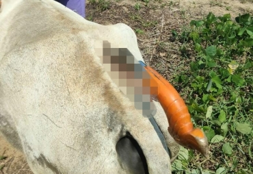 Diduga Akibat Memasuki Arel Perkebunan Sapi Warga Pulang Bawa Golok