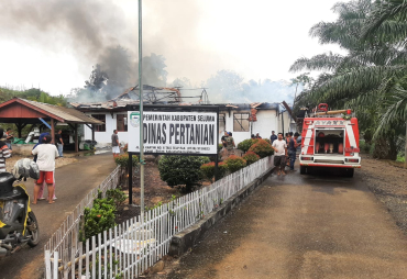 Si Jago Merah Melalap Kantor Dinas Pertanian Kabupaten Seluma