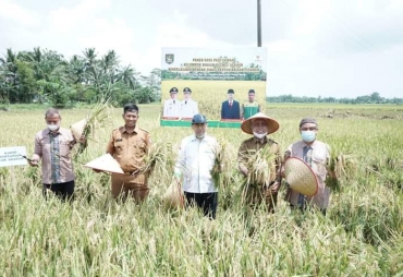 Staf Ahli Bupati Asahan Hadiri Panen Raya Padi Petani Binaan Baznas