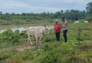 Personel Bhabinkamtibmas Aipda Elijon lakukan pengecekan ternak lembu milik Sukiat (foto : ist)