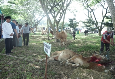 Pemerintah Kabupaten Asahan Sembelih 126 Hewan Qurban