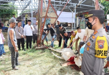 Polres Batu Bara melakukan pemotongan hewan qurban (foto/ist)