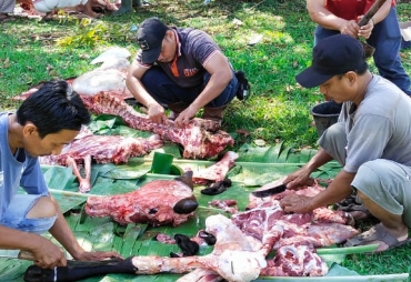 PTPN III Kebun Sei Silau Laksanakan Penyembelihan 17 Ekor Lembu dan 3 ekor Kambing