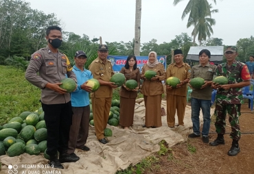 Camat Sukaraja Hadiri Panen Semangka Perdana Desa Sari Mulyo