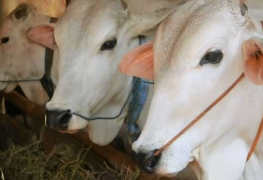 Ilustrasi sapi kurban