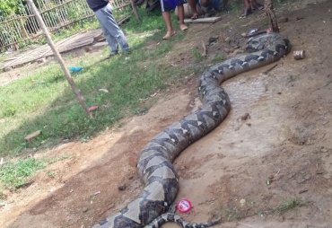 Tampak Ular Piton yang ditangkap oleh warga